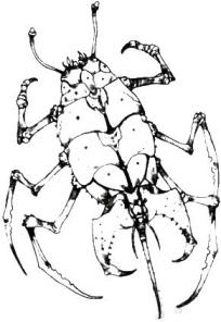Plik:Droch (AMH2).jpg