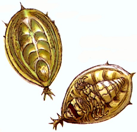 Plik:Orbaliski.jpg