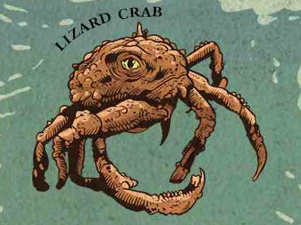 Plik:Krab jaszczurzy.png