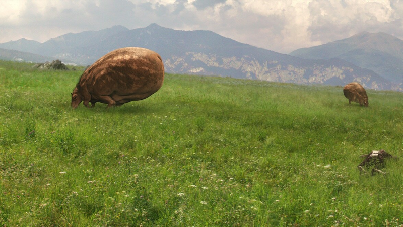 Plik:Shaaki.png