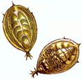 Miniatura wersji z 20:45, 11 cze 2010